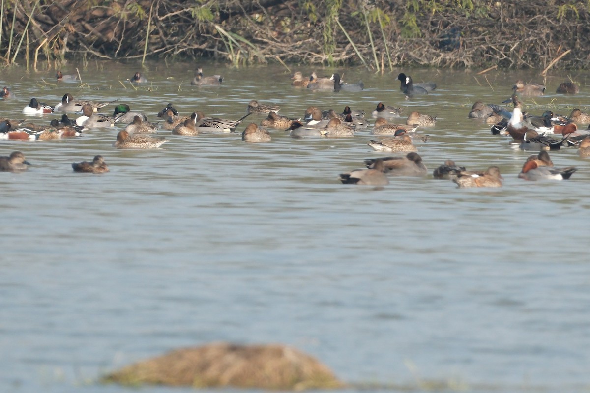 Northern Pintail - ML650677437