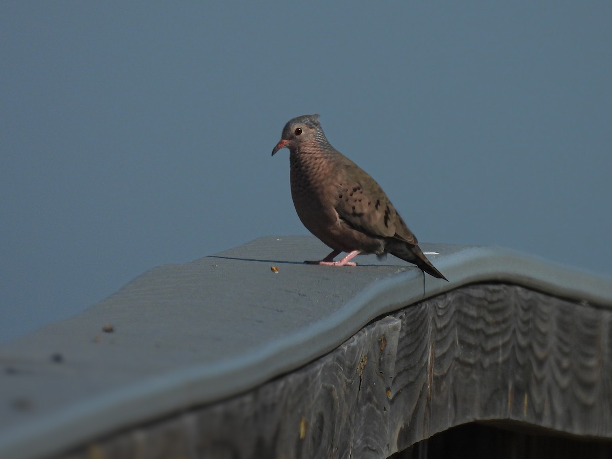 Common Ground Dove - ML650677499