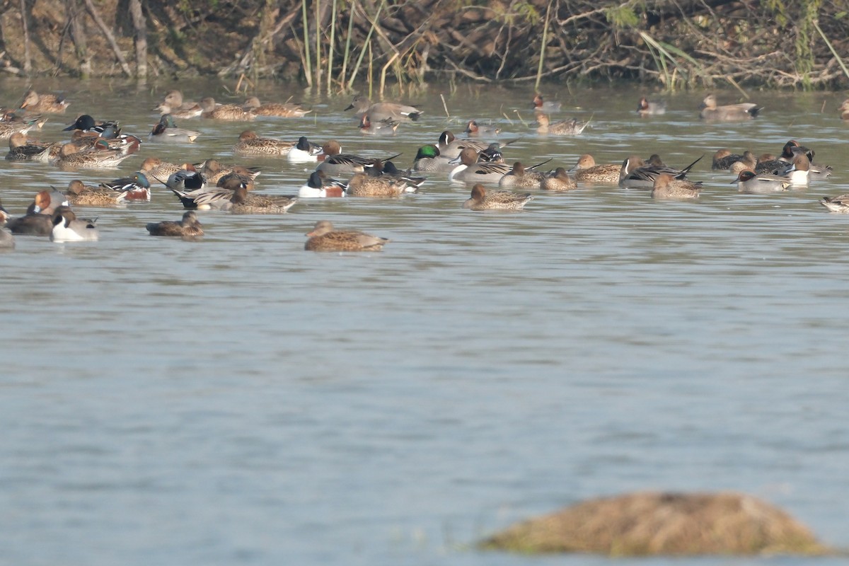 Northern Pintail - ML650677500