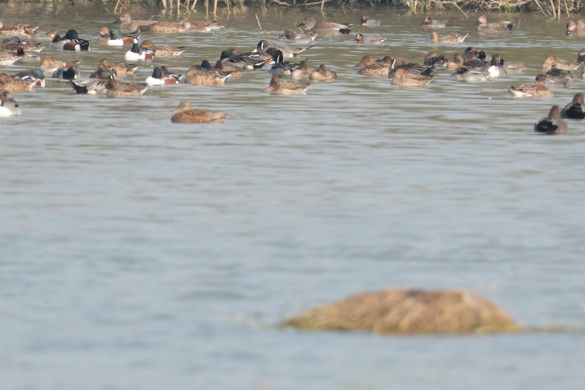 Green-winged Teal - ML650677523