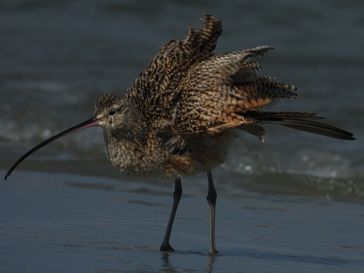 Long-billed Curlew - ML650677543