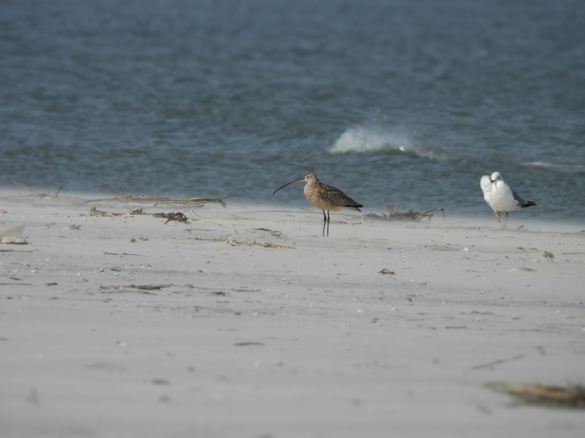 Long-billed Curlew - ML650677547