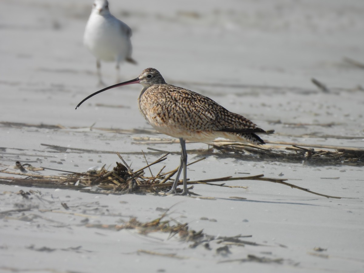 Long-billed Curlew - ML650677549