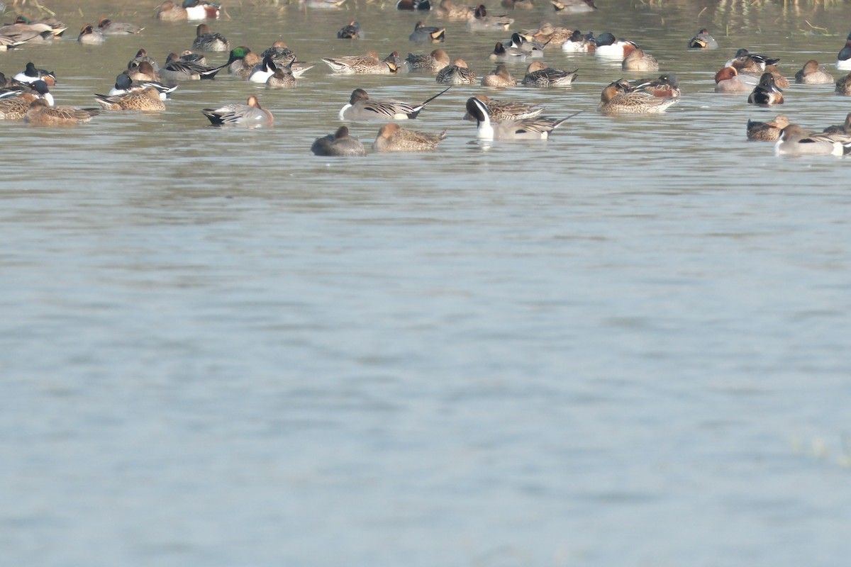 Eurasian Wigeon - ML650677560