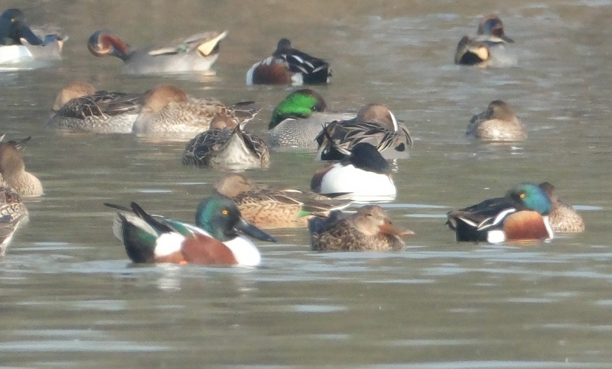 Northern Shoveler - ML650677581