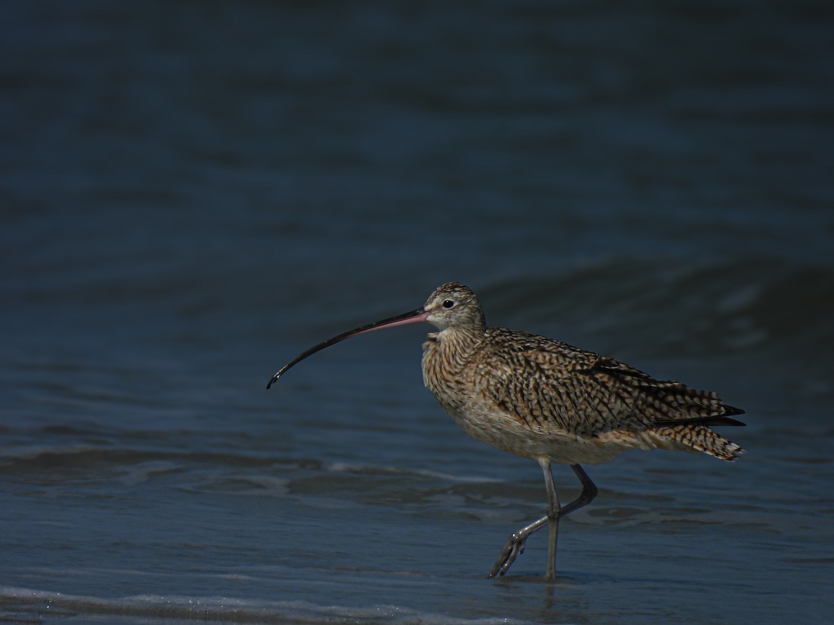 Long-billed Curlew - ML650677584