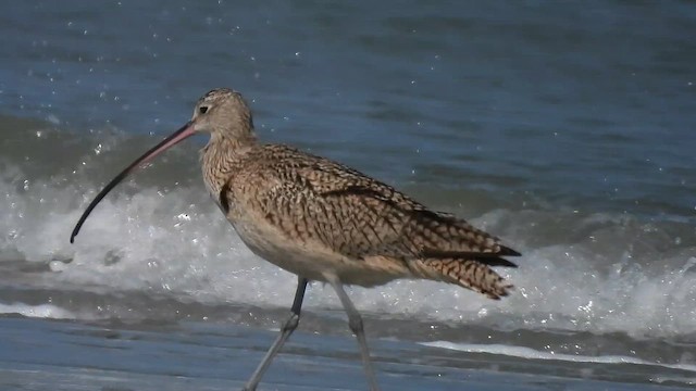 Long-billed Curlew - ML650677585