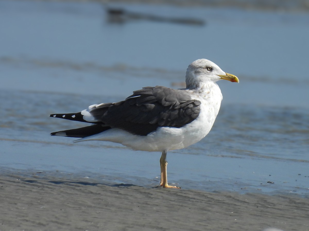 Бэсрэг цахлай - ML650677595