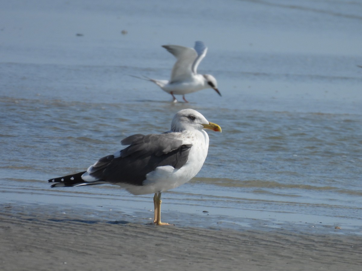 Бэсрэг цахлай - ML650677596