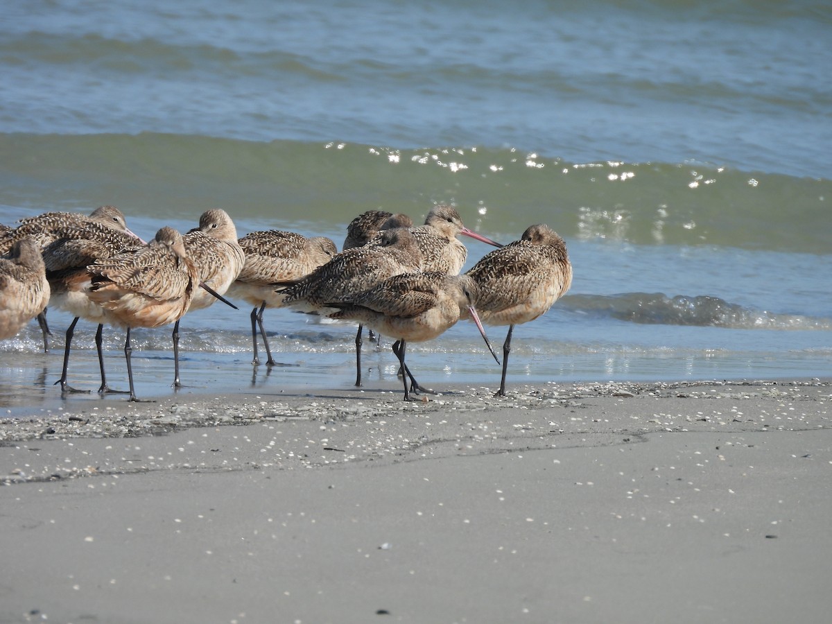 Marbled Godwit - ML650677609
