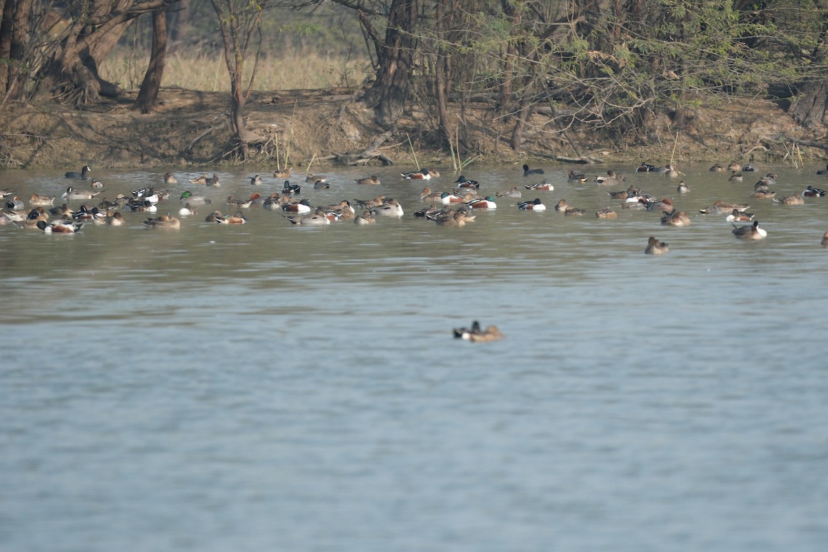 Eurasian Wigeon - ML650677613