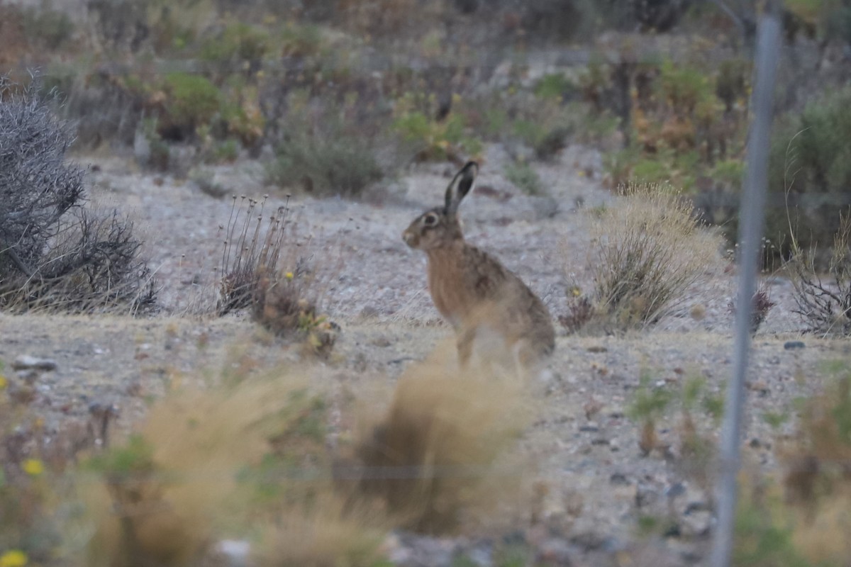Lièvre d'Europe - ML650677635