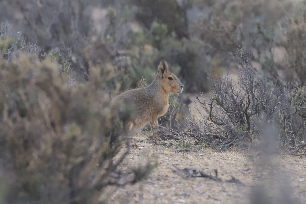 Patagonian Mara - ML650677637