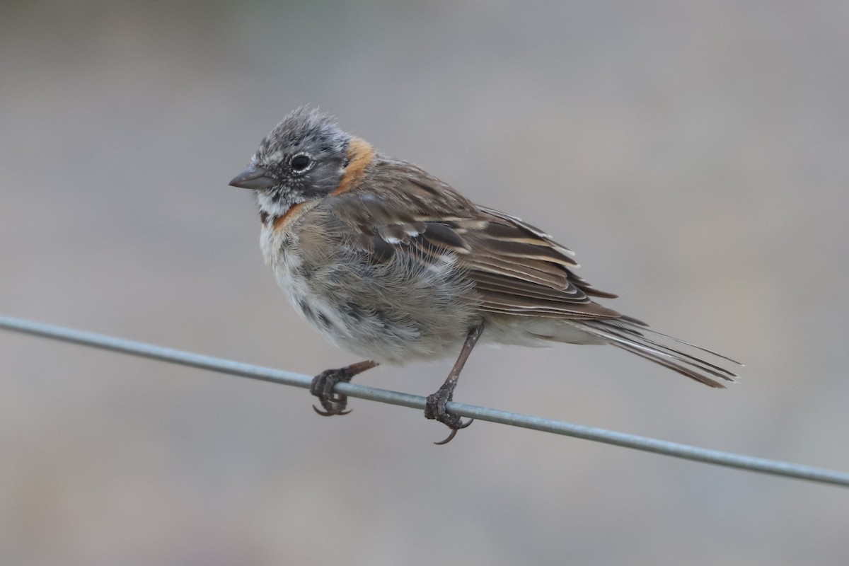 Bruant chingolo - ML650677644