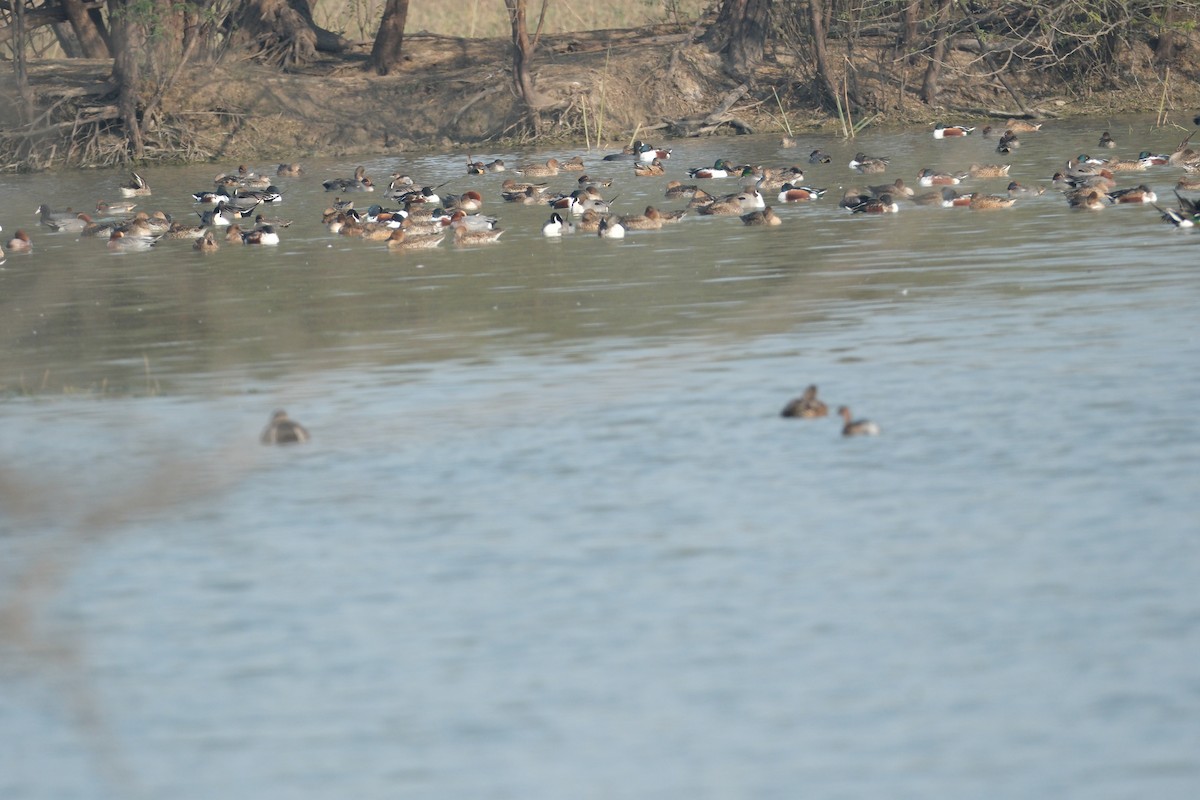 Eurasian Wigeon - ML650677652
