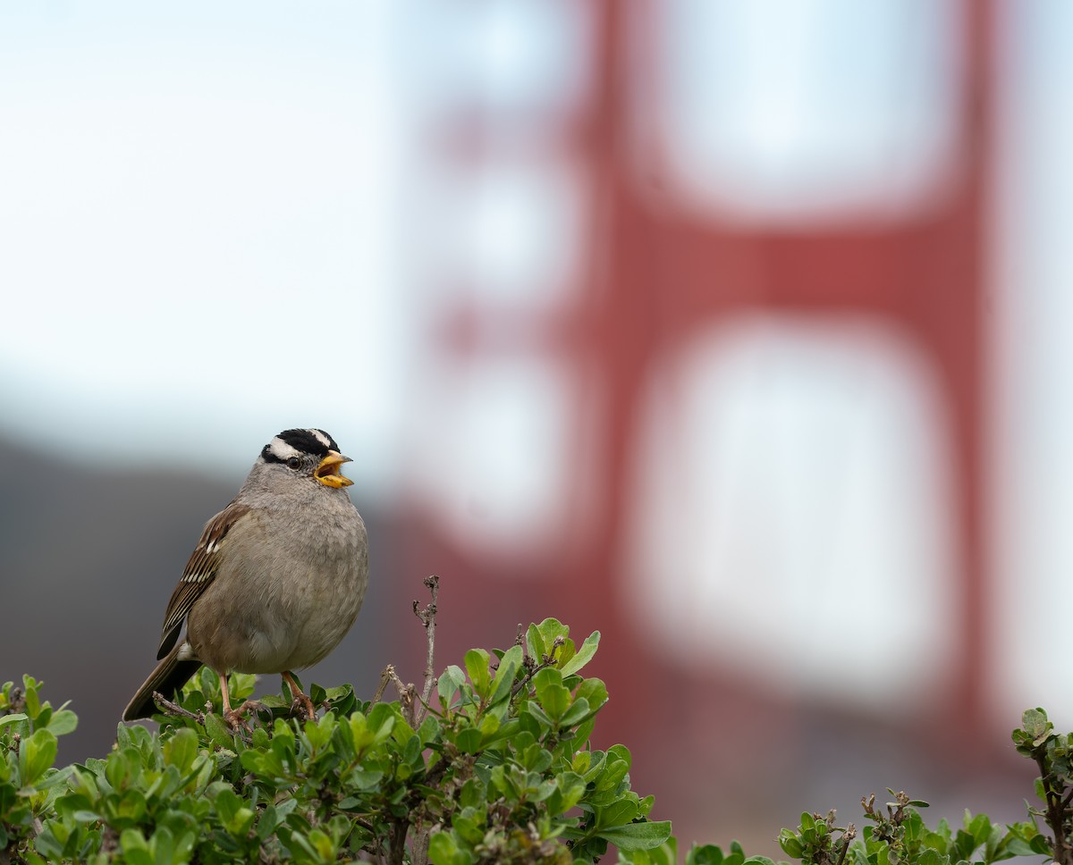 White-crowned Sparrow - ML650677685