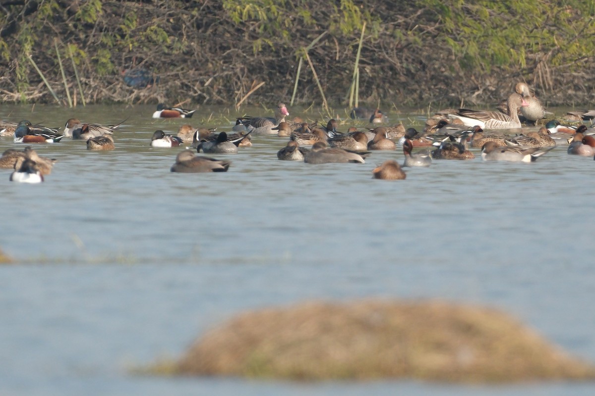 Graylag Goose - ML650677693