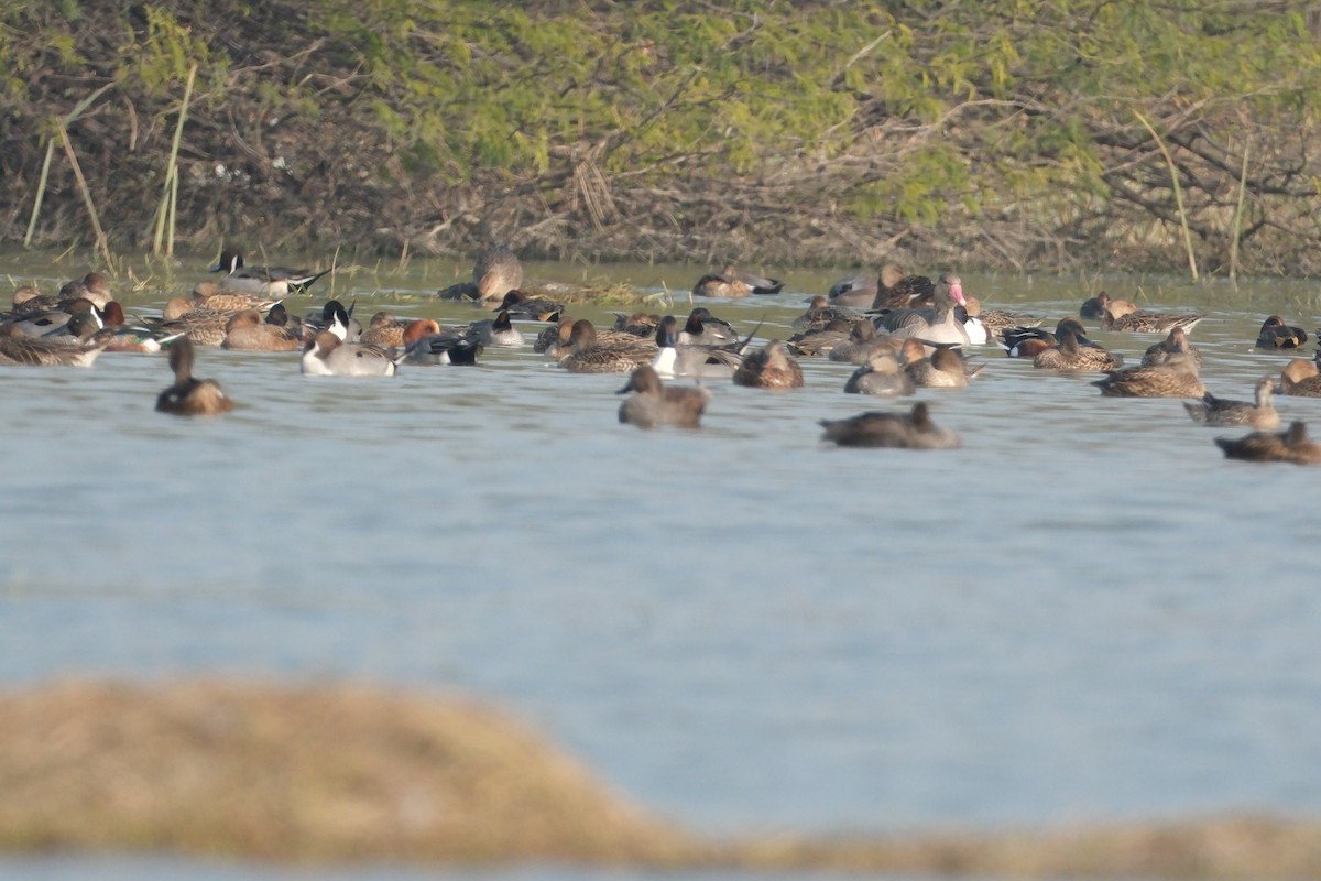 Graylag Goose - ML650677701