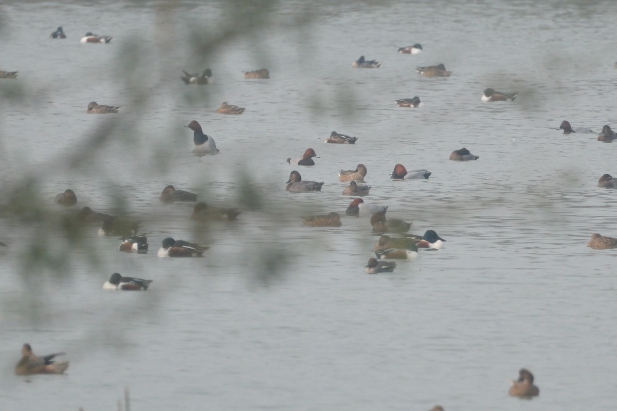 Common Pochard - ML650677754