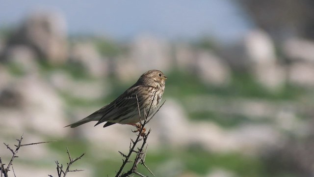 גיבתון עפרוני - ML650677894