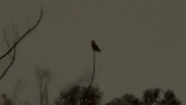 Great Horned Owl - ML650677910