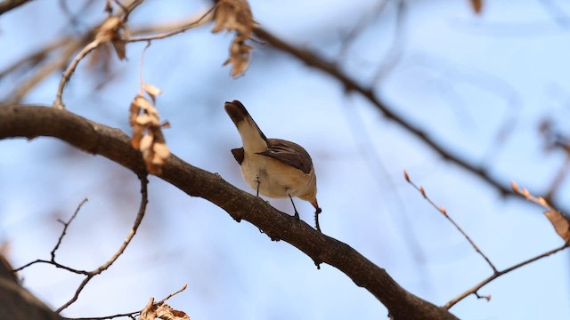 חטפית גמדית - ML650677984
