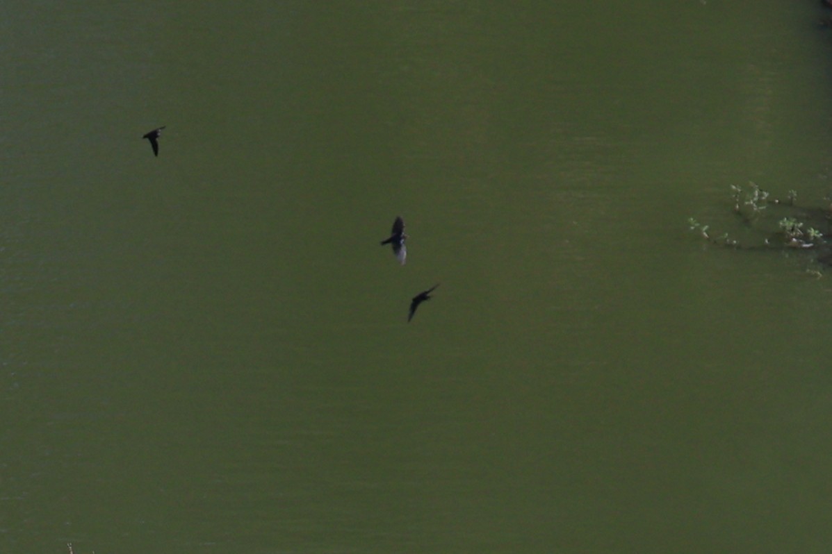 Golondrina Común - ML650678065