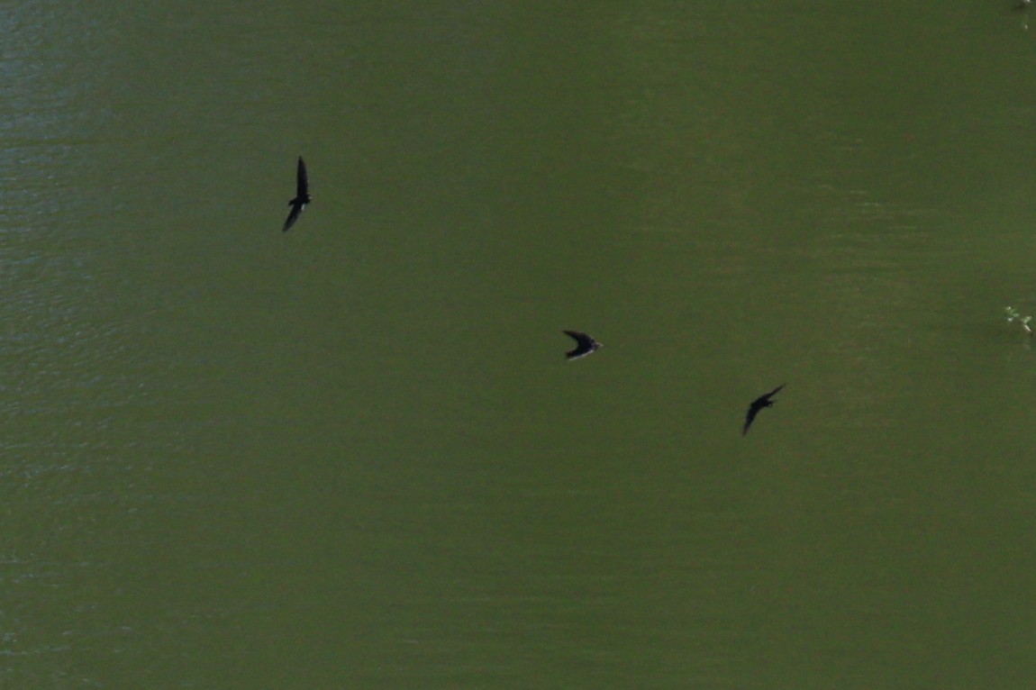 Golondrina Común - ML650678066