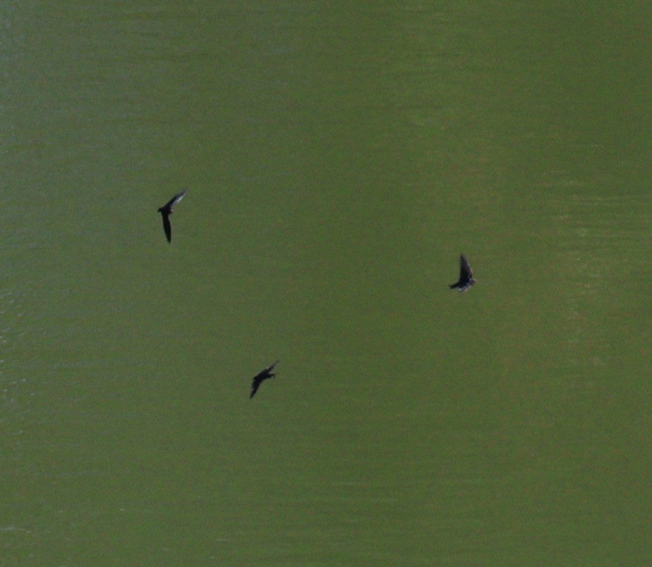 Golondrina Común - ML650678067