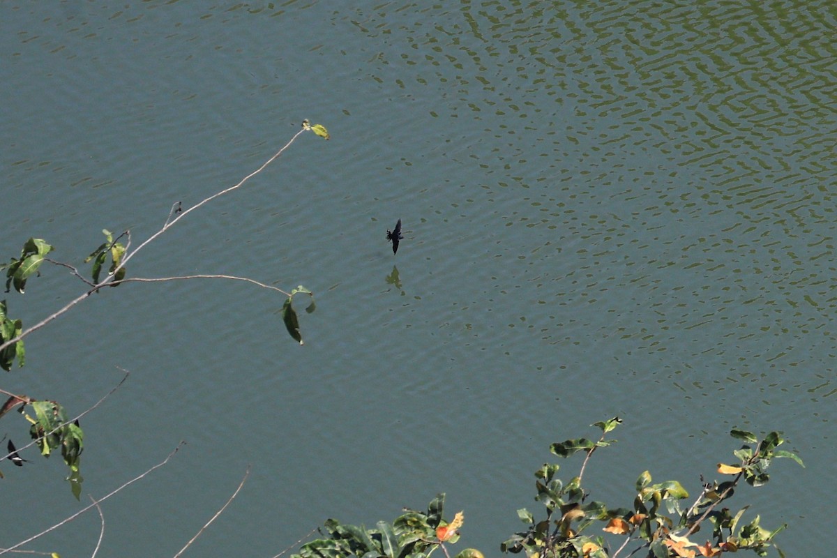 Golondrina Común - ML650678068