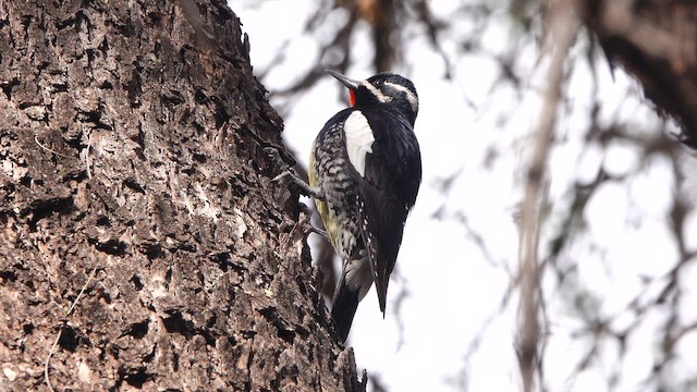 sapsucker sp. - ML650678117