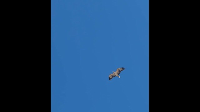 עיטם לבן-גחון - ML650678118