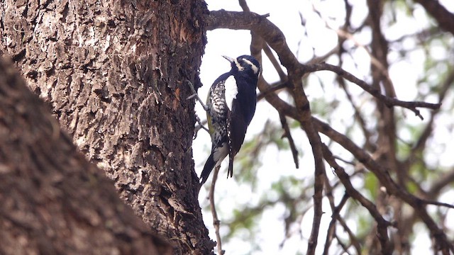 sapsucker sp. - ML650678130