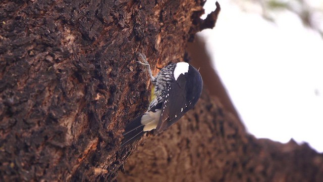 sapsucker sp. - ML650678137