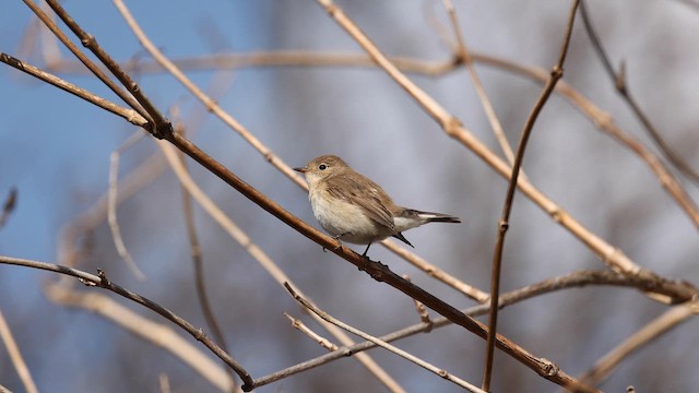 חטפית גמדית - ML650678145