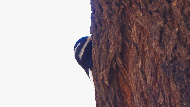 sapsucker sp. - ML650678156