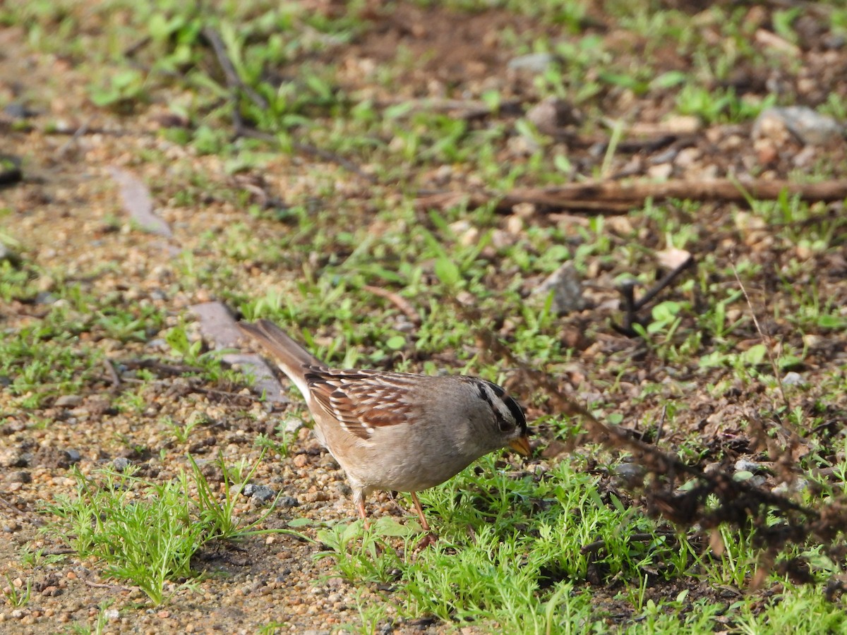 White-crowned Sparrow - ML650678179