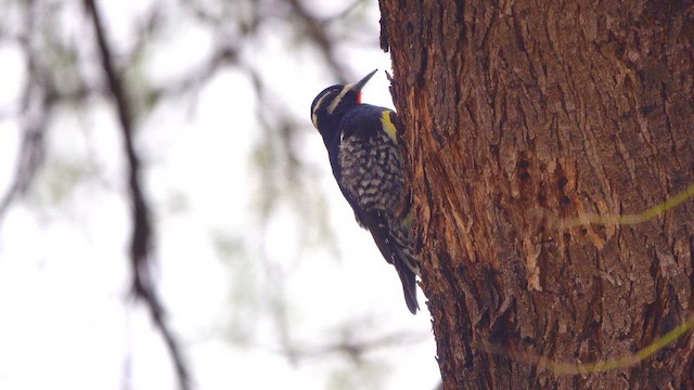 sapsucker sp. - ML650678192