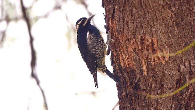 sapsucker sp. - ML650678230