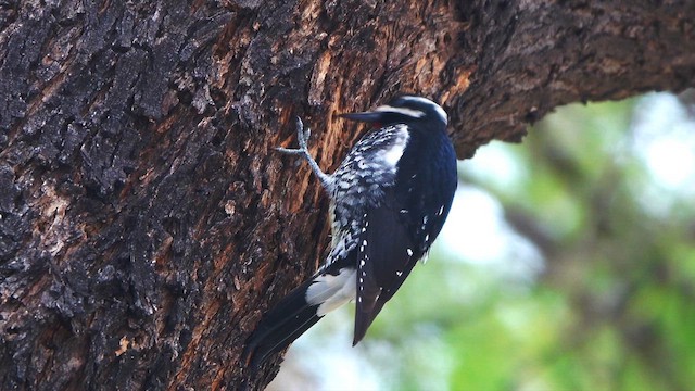 sapsucker sp. - ML650678247