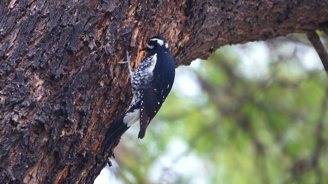 sapsucker sp. - ML650678294