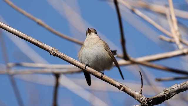 חטפית גמדית - ML650678303