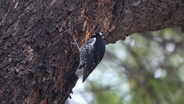 sapsucker sp. - ML650678336