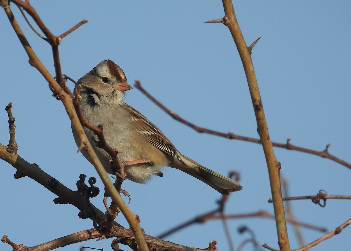 White-crowned Sparrow - ML650678376