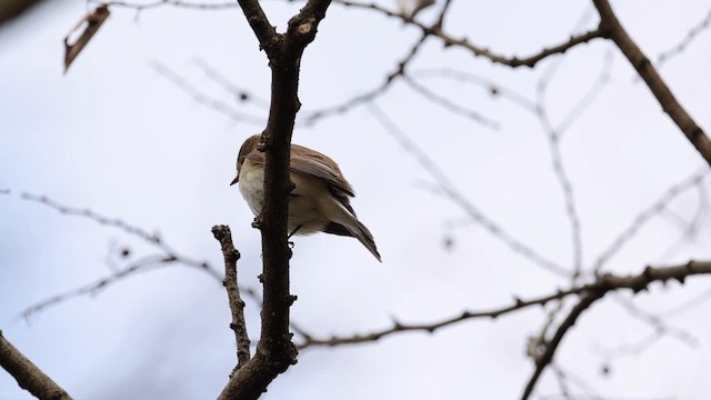 חטפית גמדית - ML650678420