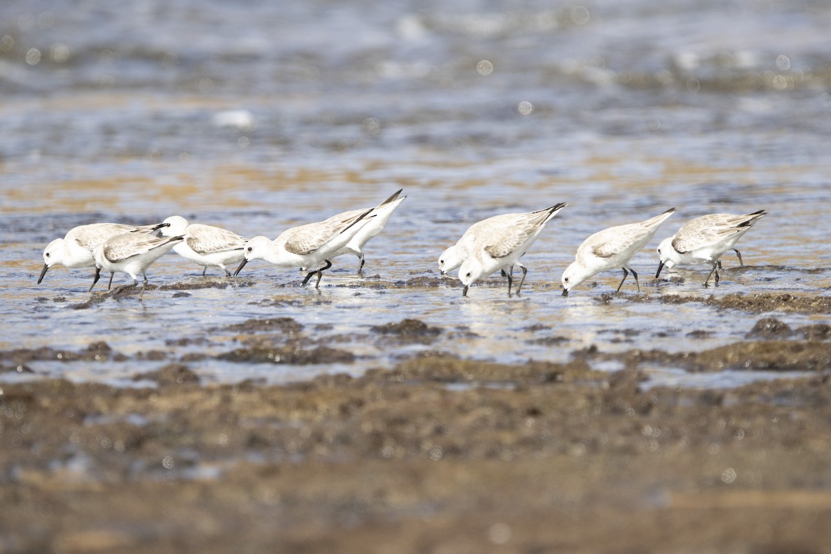 Txirri zuria - ML650678430