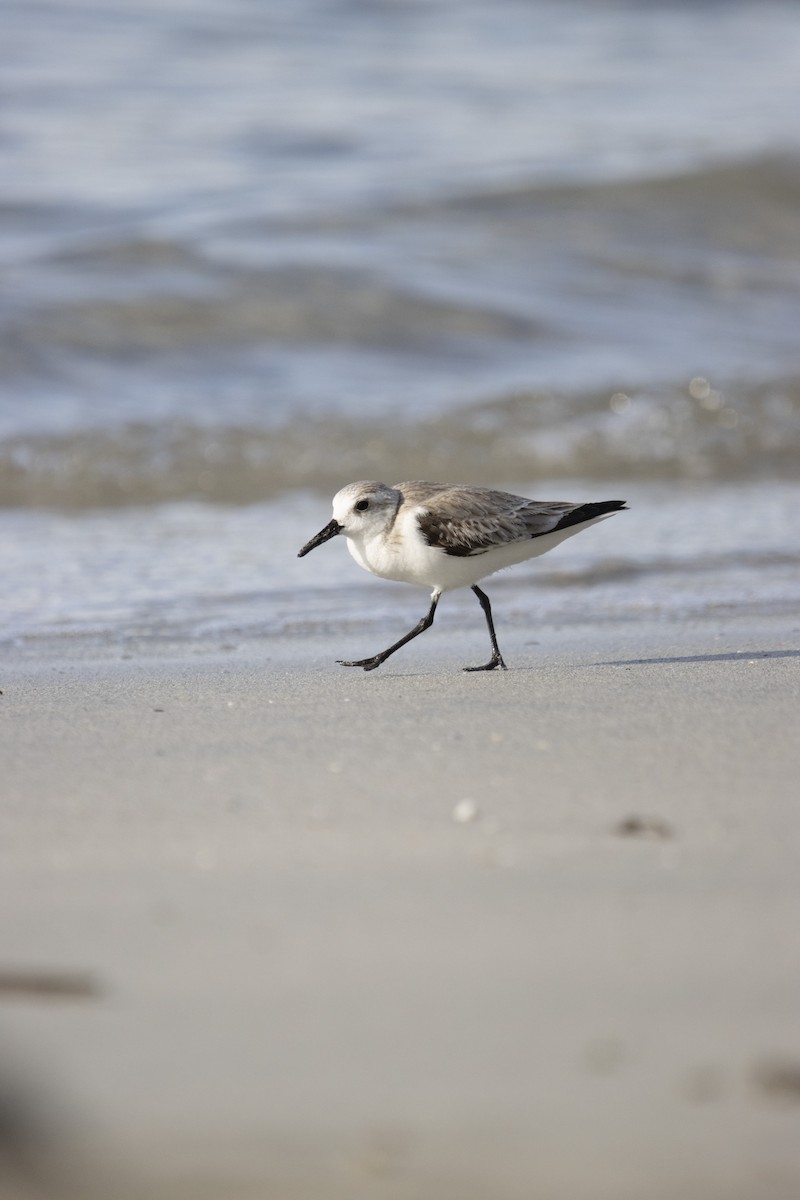 Txirri zuria - ML650678431