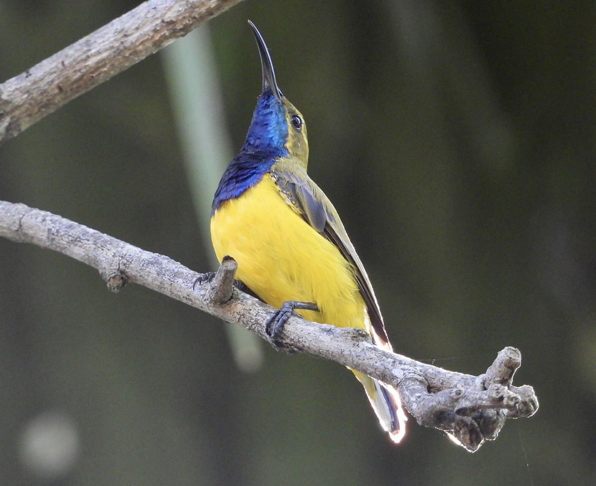 Sahul Sunbird - ML650678453