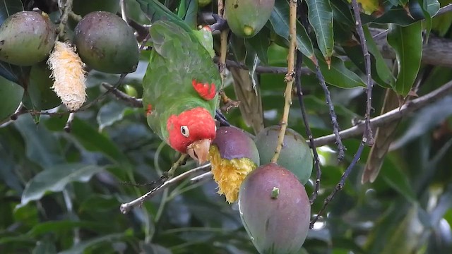 Red-masked Parakeet - ML650678491