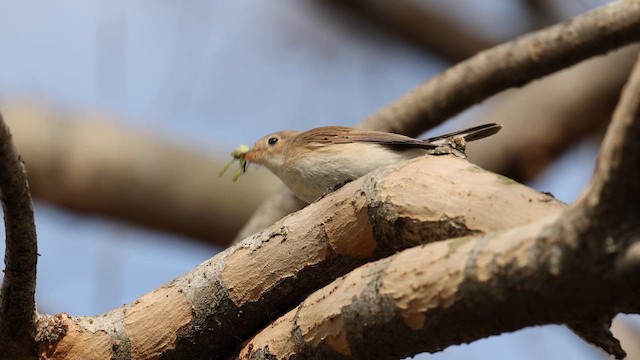 חטפית גמדית - ML650678498